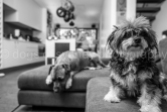 Gizmo and Albion (2 of 38)